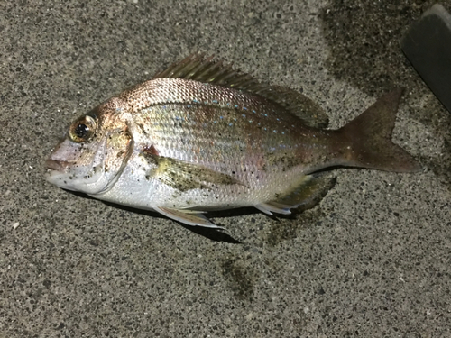 ヘダイの釣果