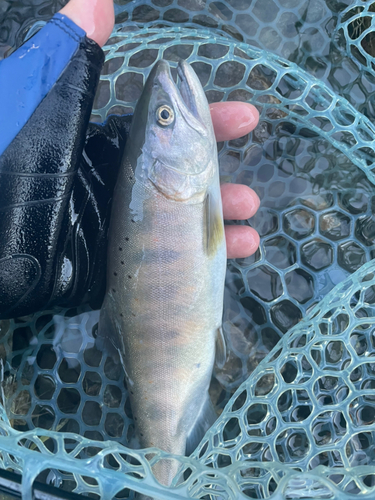 アマゴの釣果