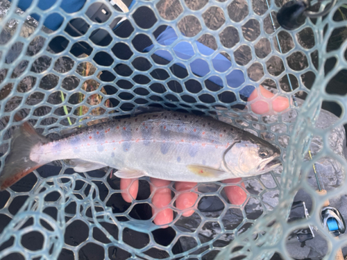 アマゴの釣果