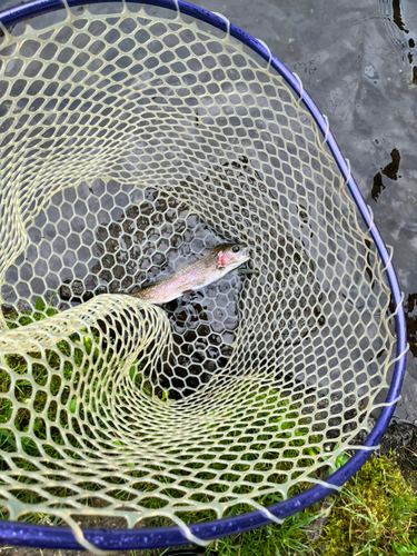 ニジマスの釣果