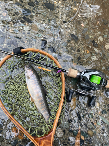 イワナの釣果