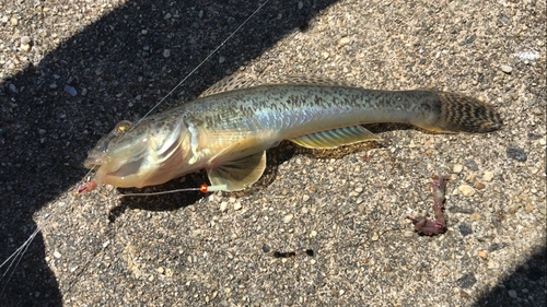 マハゼの釣果