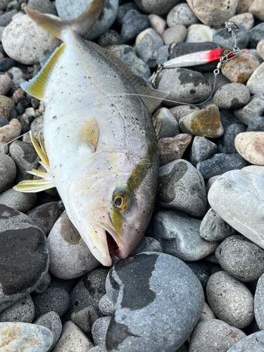 シオの釣果