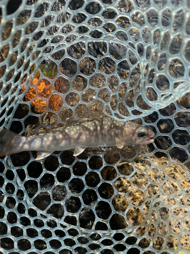 イワナの釣果