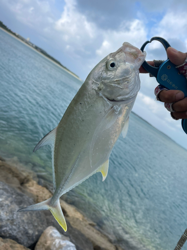 オニヒラアジの釣果