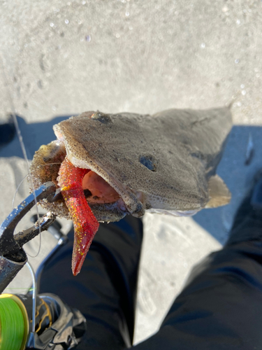 マゴチの釣果