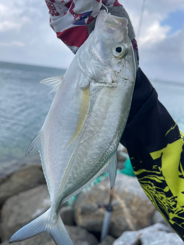 カスミアジの釣果