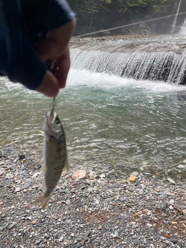 アマゴの釣果