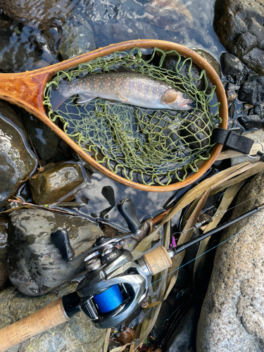 イワナの釣果