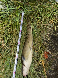 ナマズの釣果