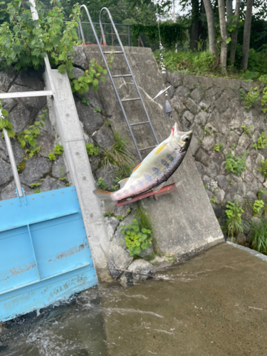 ヤマメの釣果