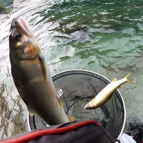 アユの釣果