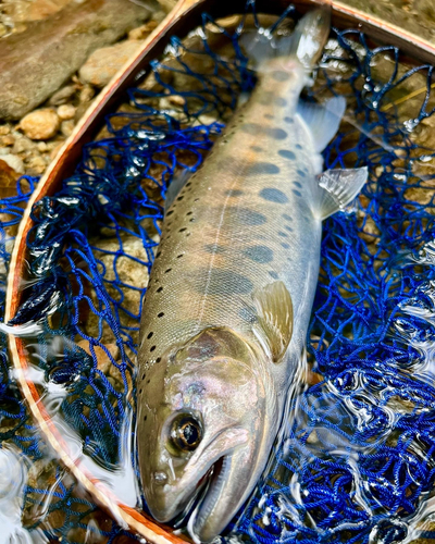 ヤマメの釣果