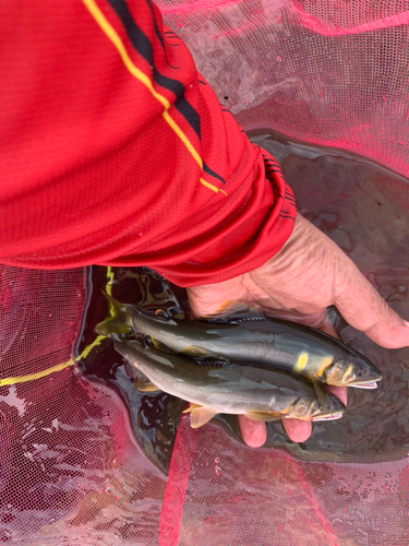 アユの釣果