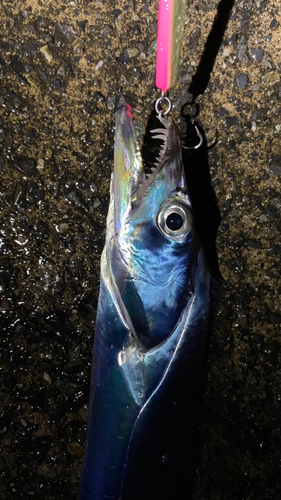 タチウオの釣果