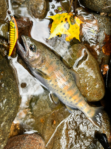 ヤマメの釣果