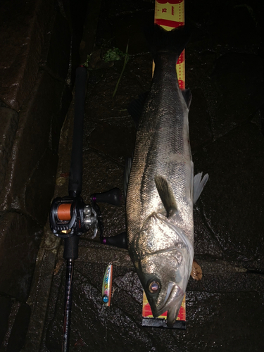 シーバスの釣果