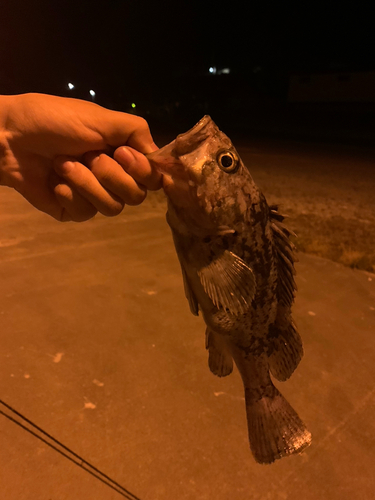 クロソイの釣果