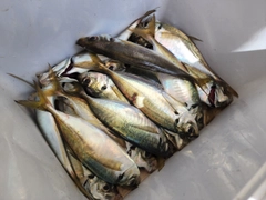マアジの釣果