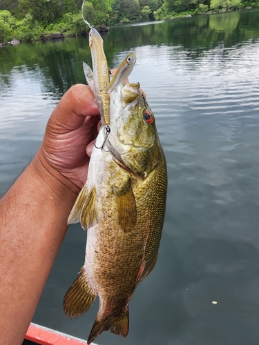 ラージマウスバスの釣果