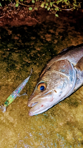 スズキの釣果