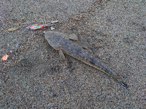 マゴチの釣果