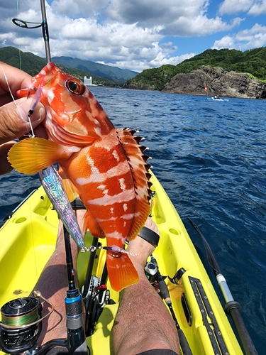 アカハタの釣果