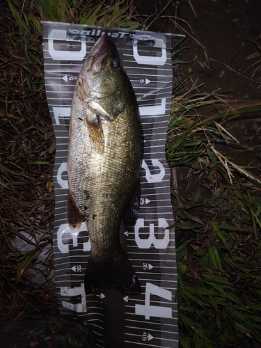 ブラックバスの釣果