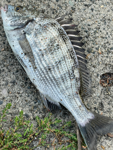 クロダイの釣果