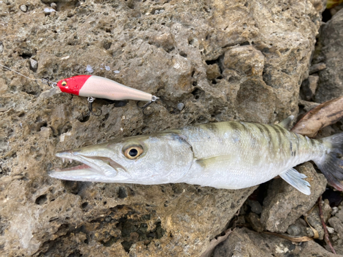 オニカマスの釣果