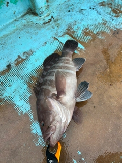 マハタの釣果