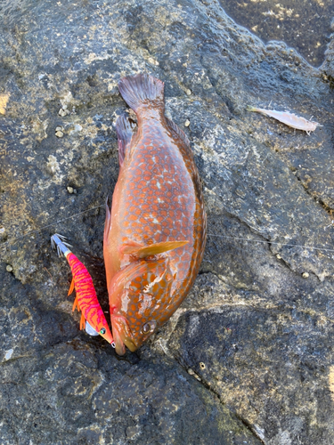 アコウの釣果