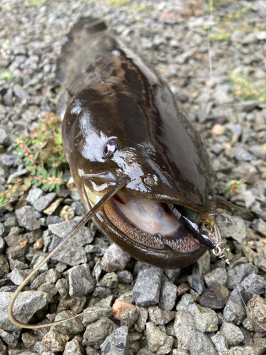 ナマズの釣果