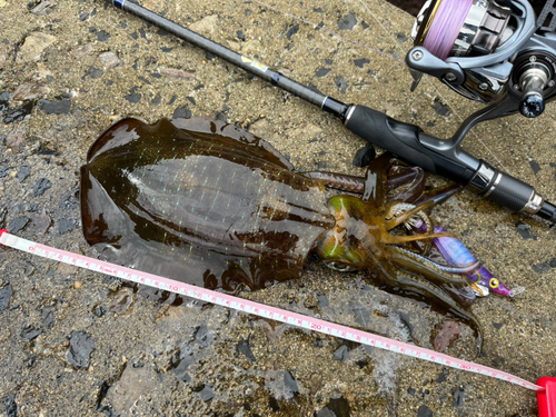 アオリイカの釣果