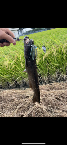 ナマズの釣果