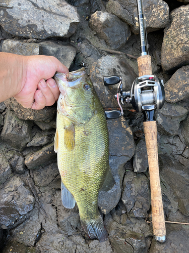 ラージマウスバスの釣果