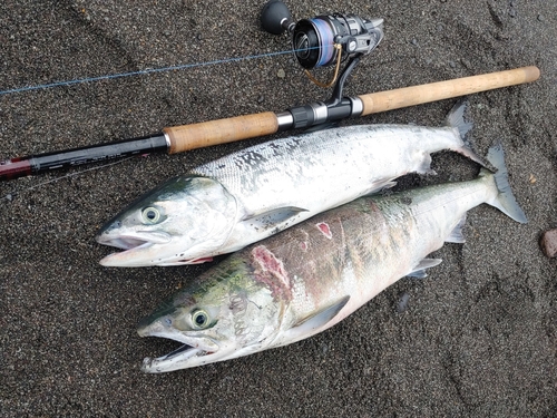 サケの釣果