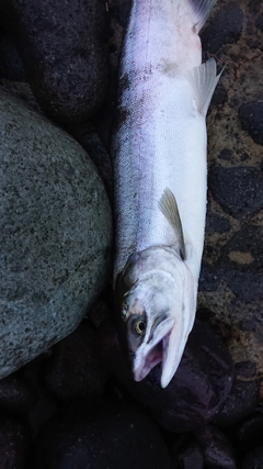 カラフトマスの釣果