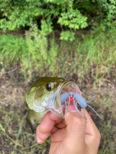 ラージマウスバスの釣果