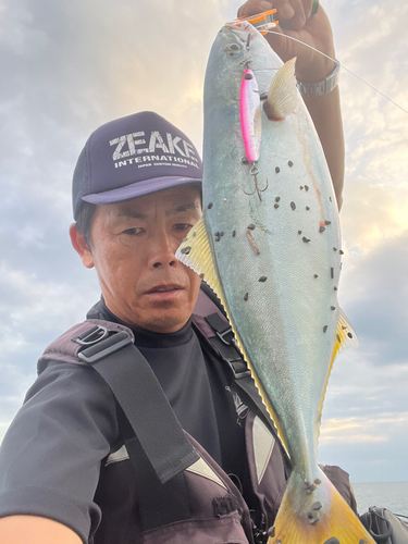 イナダの釣果