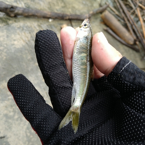 オイカワの釣果