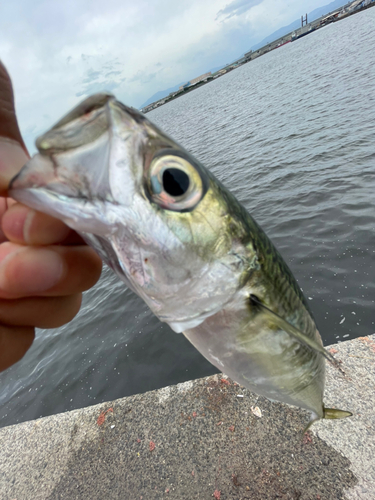 サバの釣果