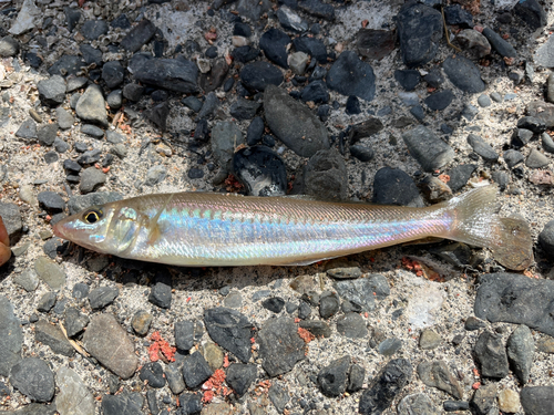 キスの釣果