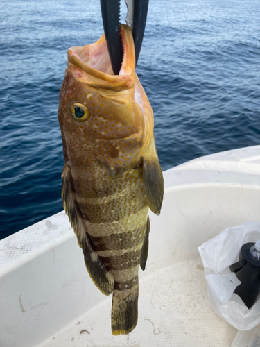 アオハタの釣果