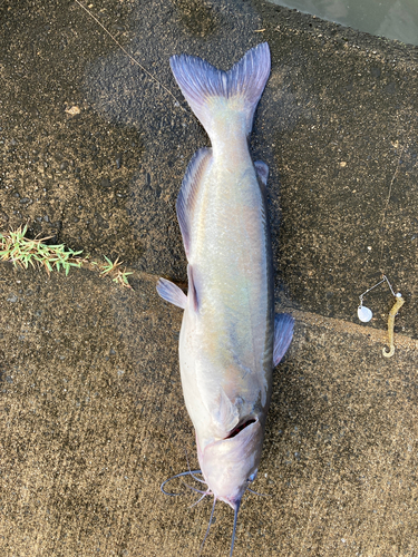 アメリカナマズの釣果