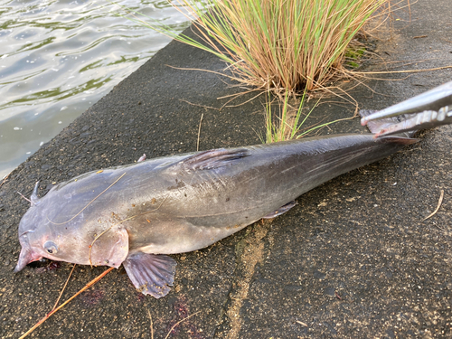 アメリカナマズの釣果