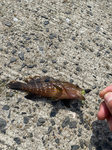 アコウの釣果