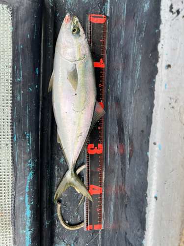 ハマチの釣果