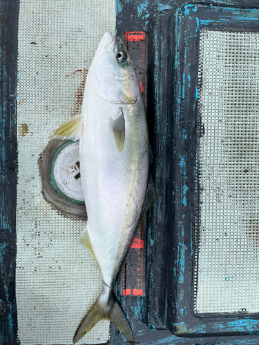 メジロの釣果