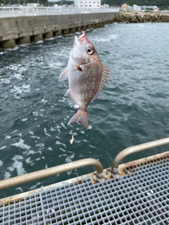 チャリコの釣果